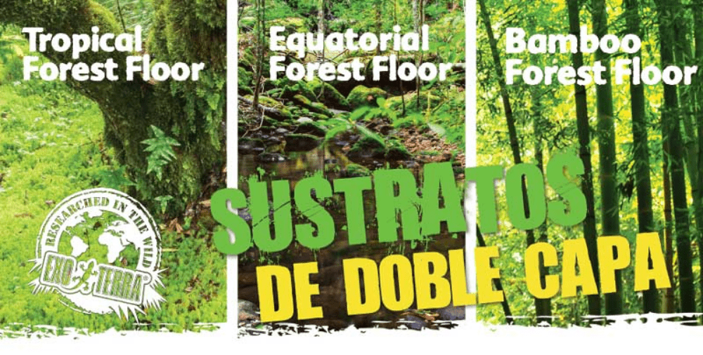 Varios substrato chão da floresta