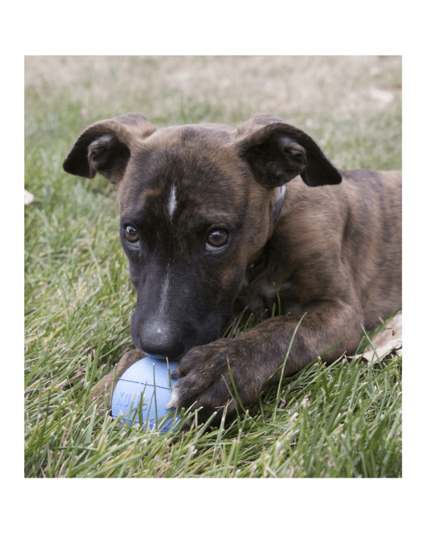 kong ball cachorrinho 2