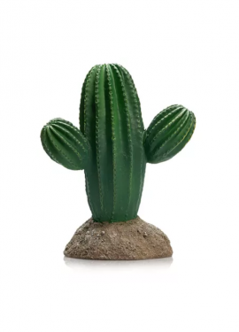 cactus 10 giganterra pequeno