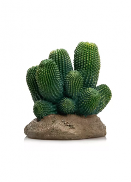cactus 13 giganterra