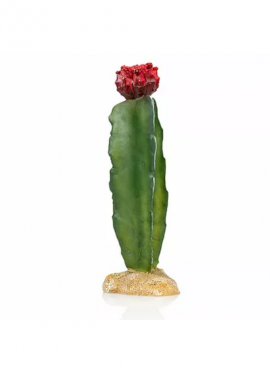 cactus 5 giganterra