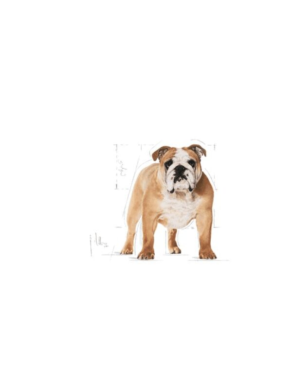 bulldog ingles