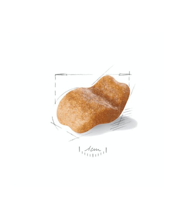 bulldog ingles croquete