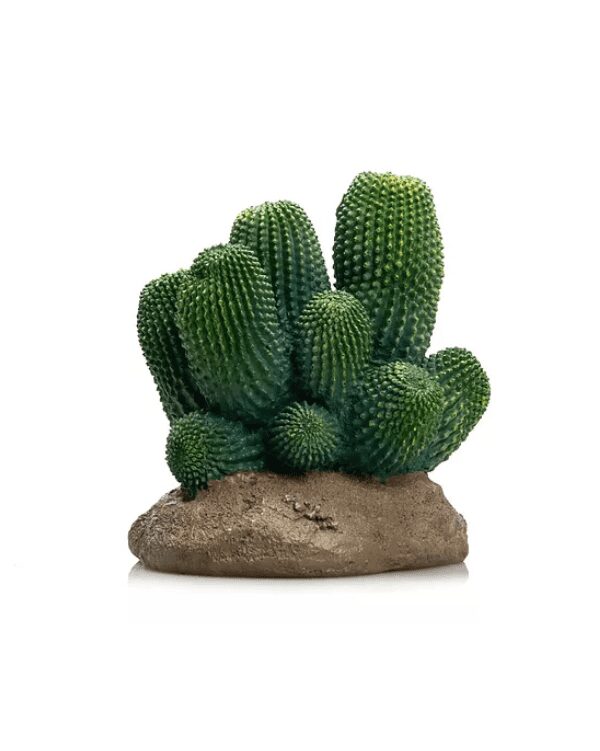 cactus 13 giganterra