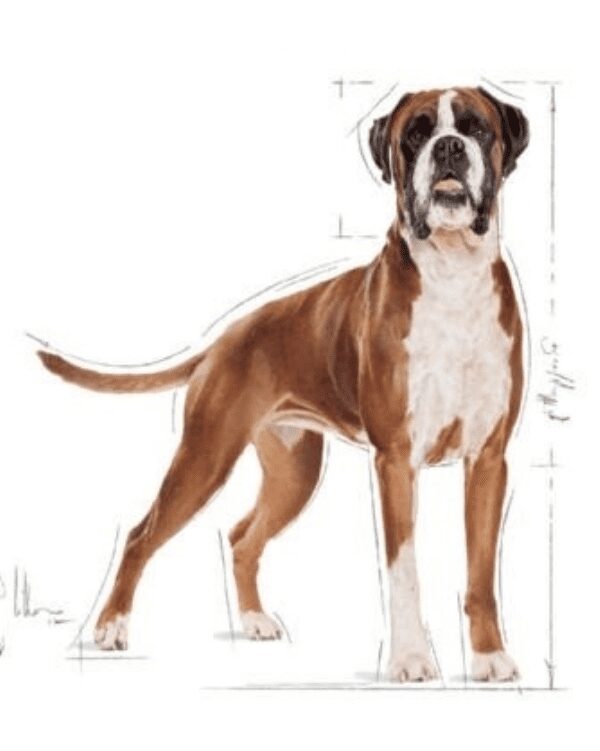 canin boxer adulto