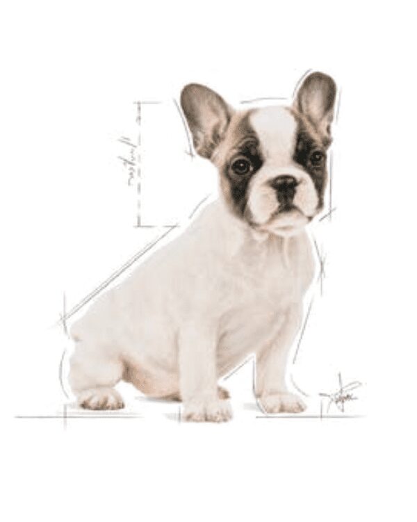 canin bulldog frances puppy