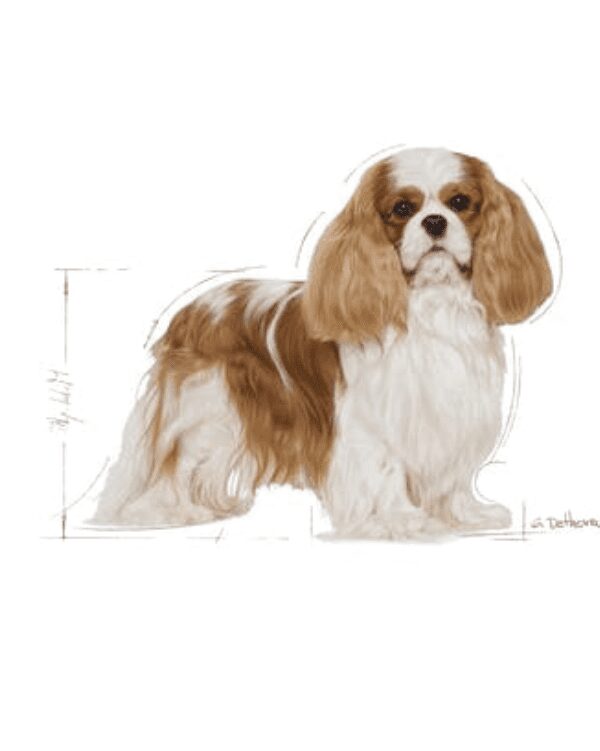 canin cavalier king