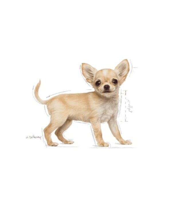 chihuahua minim canin