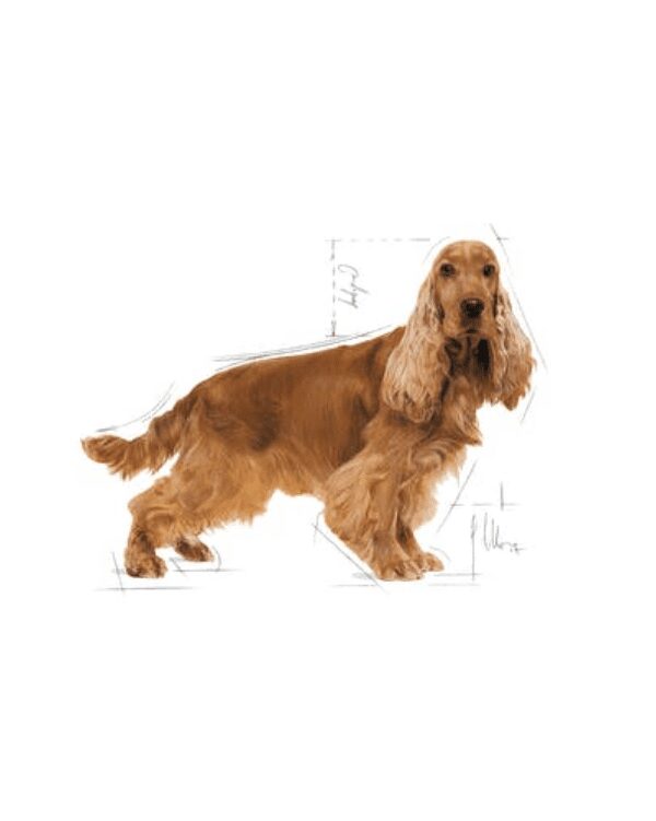 cocker adult canin