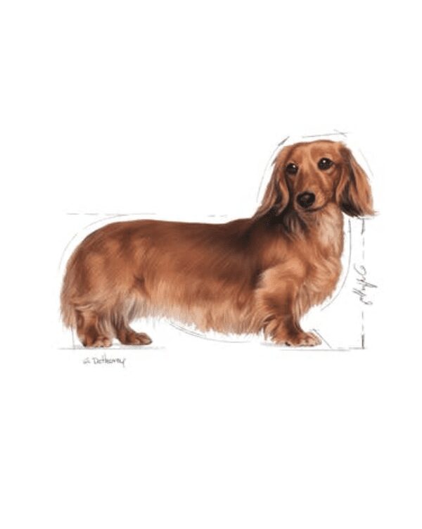 dachshund adulto canin
