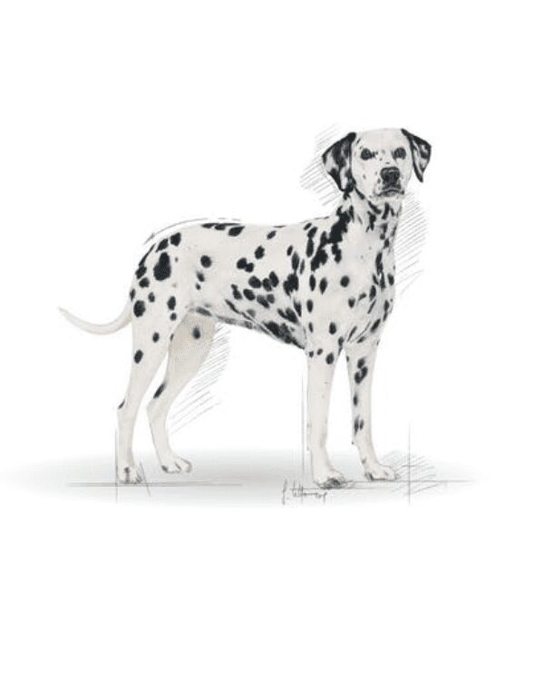 dalmatian adulto canin
