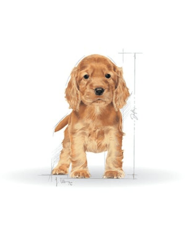 royal canin cocker