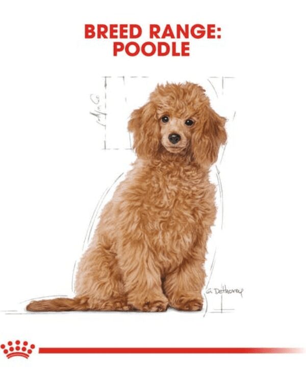 royal canin poodle puppy