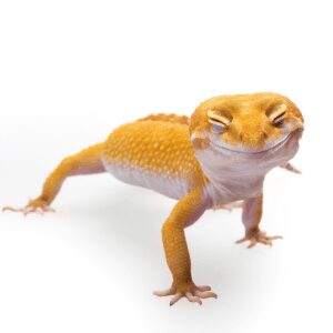 Comida para Geckos