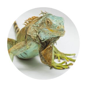 Comida para Iguanas