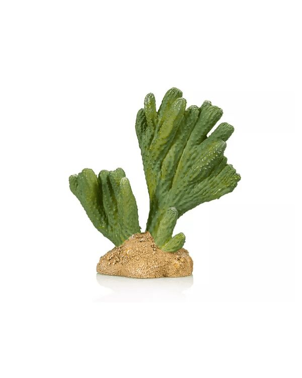 Cactus 3 Giganterra