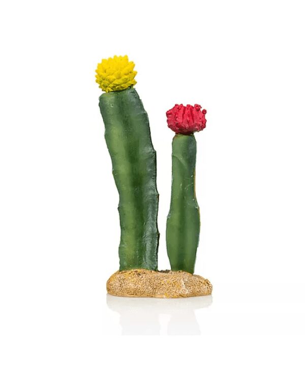 Cactus 6 Giganterra