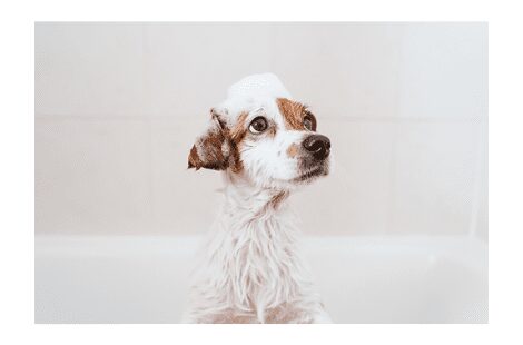 Trixie Champô " Dois em Um" para Cães