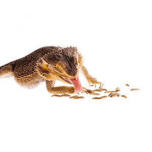 Comida para Dragão Barbudo