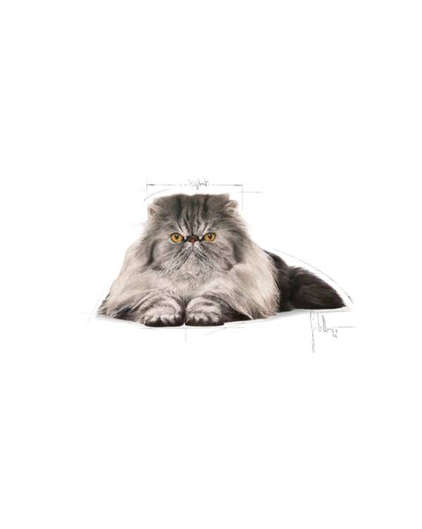gato persian royal