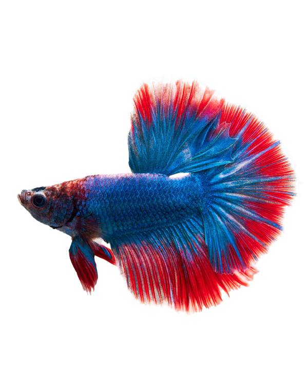 peixe betta aquário