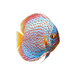 Alimentação Discus