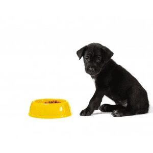Puppy/Junior